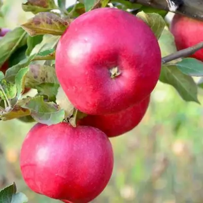 Яблоня АЙДАРЕД в Орше