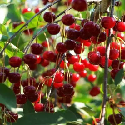 Вишня БРУСНИЦЫНА степная в Орше