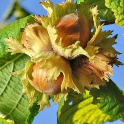 Фундук ТОНДА РОМАНА в Орше