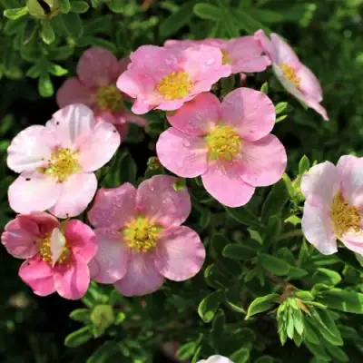 Лапчатка ЛАВЛИ ПИНК кустарниковая в Орше