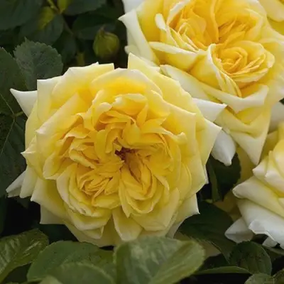 Роза НАДЯ МЕЙДИЛАНД почвопокровная в Орше