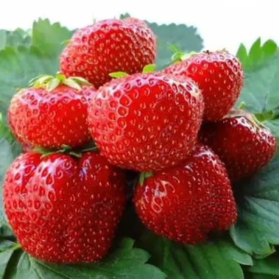 Клубника ВИМА ЗАНТА в Орше