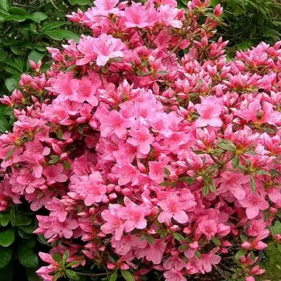 Азалия РОКОКО японская в Орше