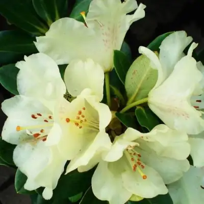 Рододендрон ГОЛДКРОН в Орше