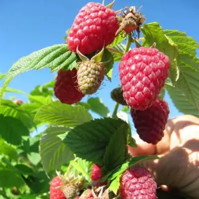 Малина ЕВРАЗИЯ в Орше