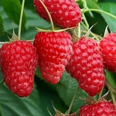 Малина КАСКАД ДЕЛАЙТ в Орше