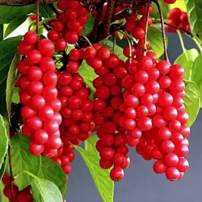 Лимонник САДОВЫЙ 1 китайский  в Орше