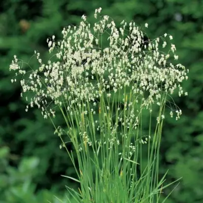 Трясунка средняя в Орше