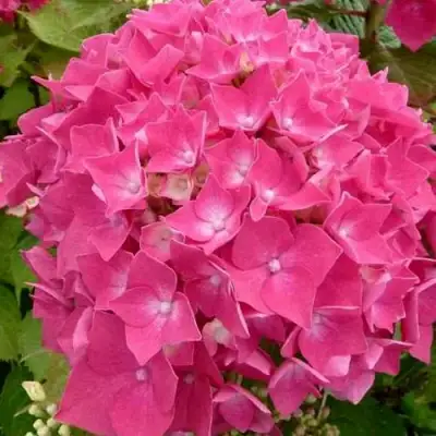 гортензия лейхфейер