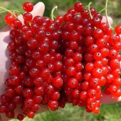 Смородина красная РЕД ПУЛ в Орше