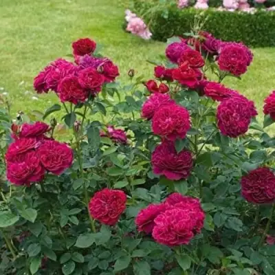 Роза МАНСТЕД ВУД английская в Орше