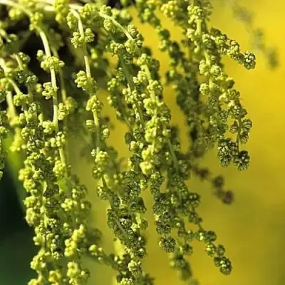 Дуб скальный в Орше