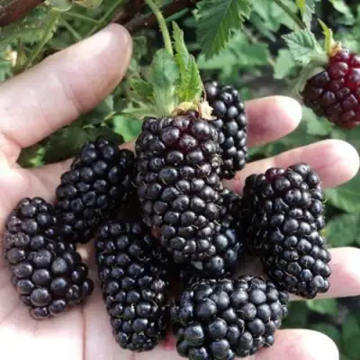 Ежевика ЛОХ НЕСС бесшипная  в Орше