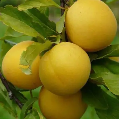 Слива СОЛНЫШКО в Орше