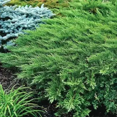 Можжевельник РОКЕРИ ДЖЕМ казацкий  в Орше