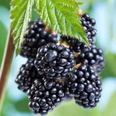 Ежевика БЛЭК САТИН бесшипная  в Орше