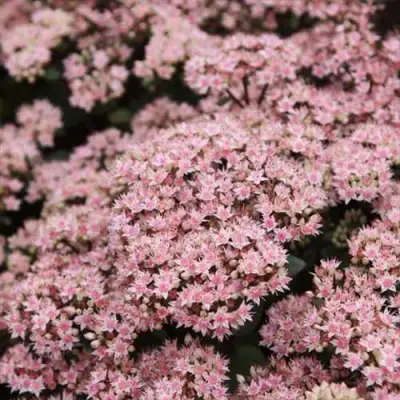 Очиток (седум) МАТРОНА в Орше