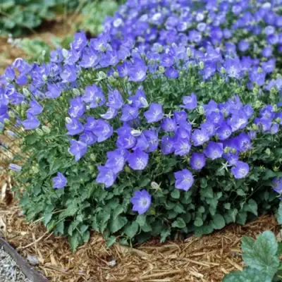 Колокольчик САНТА карпатский в Орше