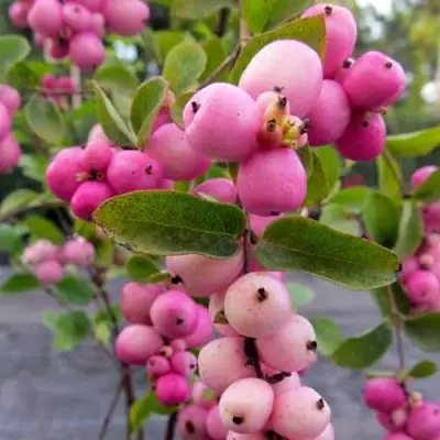 Снежноягодник ФИЕСТА БЕРРИ доренбоза в Орше