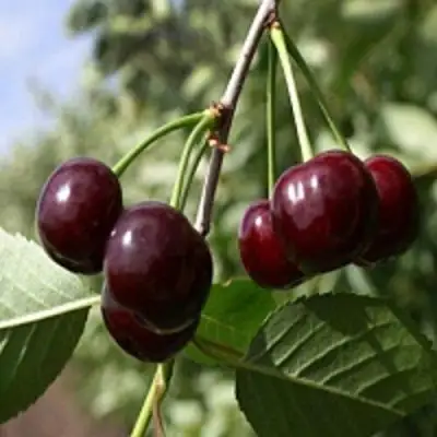 Вишня ВЛАДИМИРСКАЯ в Орше