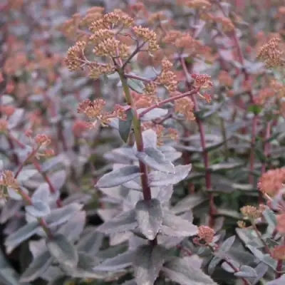 Очиток (седум) РЭЙН КСЕНОКС видный в Орше