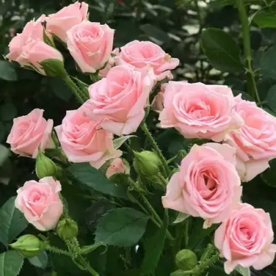 Роза КЛАССИК ЛИДИЯ спрей в Орше