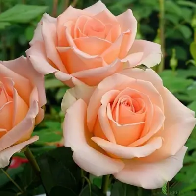 Роза ВЕРСИЛИЯ чайно-гибридная в Орше