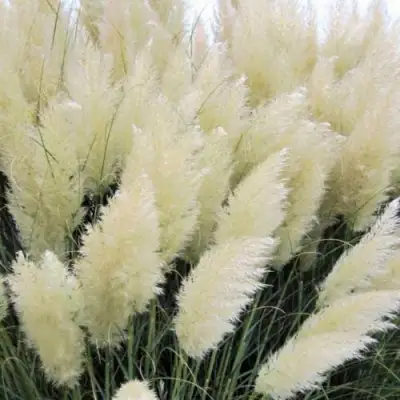 Кортадерия белая (пампасная трава) в Орше