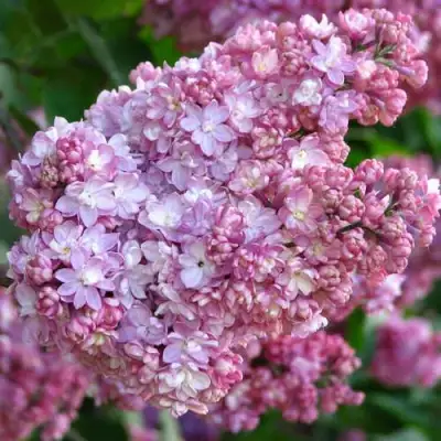 Сирень ПАМЯТЬ О ВЕХОВЕ в Орше