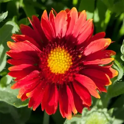 Гайлардия АРИЗОНА РЕД ШЕЙДС в Орше