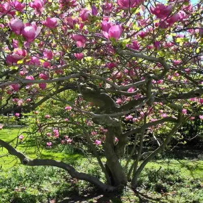 Магнолия СУЛАНЖА в Орше