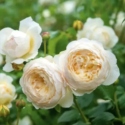 Роза КЛЭР ОСТИН английская в Орше