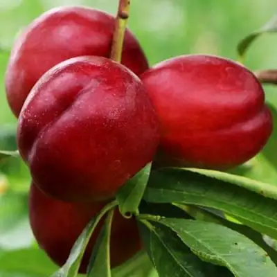 Нектарин КРЫМЧАНИН в Орше