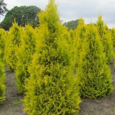 Туя САНКИСТ западная в Орше