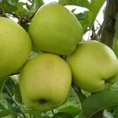 Яблоня КОШТЕЛЯ в Орше