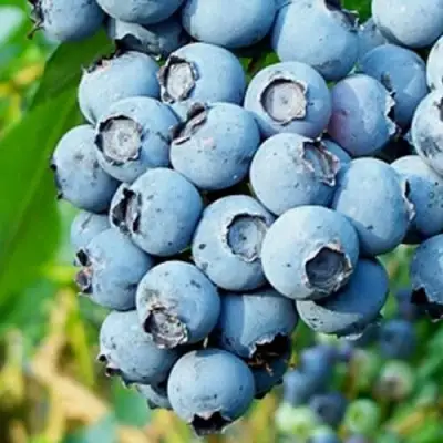 Голубика БРИГИТТА БЛЮ в Орше