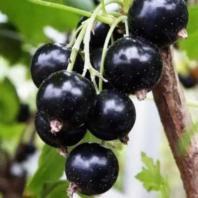 Смородина чёрная ДЕЛИКАТЕСНАЯ в Орше