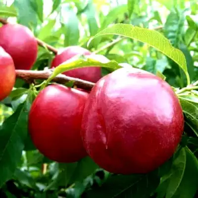 Нектарин ХАРКО в Орше