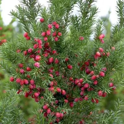 Тис ХИКСИ средний в Орше