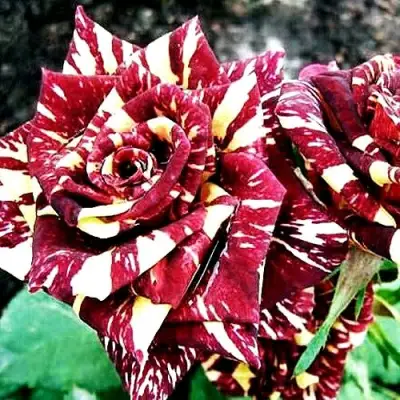 Роза ФОКУС ПОКУС флорибунда в Орше