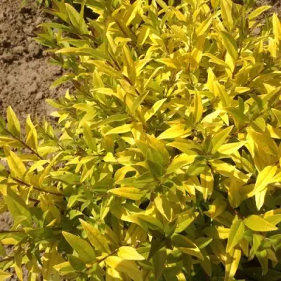 Бирючина АУРЕА обыкновенная в Орше