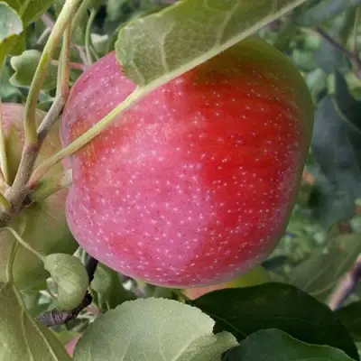 Яблоня АЛЬВА в Орше