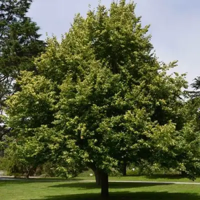 Липа сердцевидная в Орше