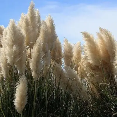 Кортадерия белая (пампасная трава) в Орше