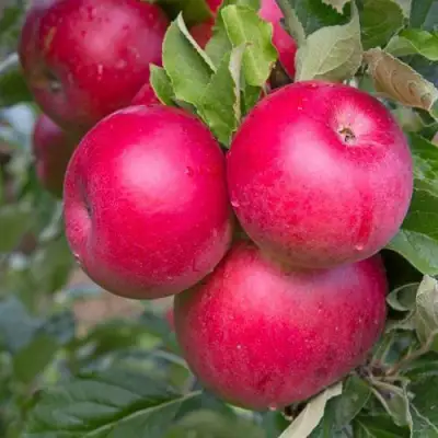 Яблоня РОЖДЕСТВЕНСКОЕ в Орше