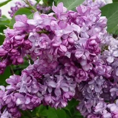 Сирень ГЕНЕРАЛ ПЕРШИНГ в Орше