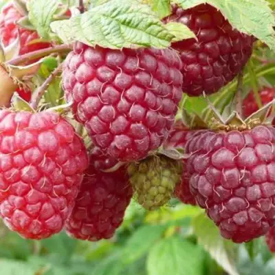 Малина ПОЛЬКА (ПОЛКА) в Орше