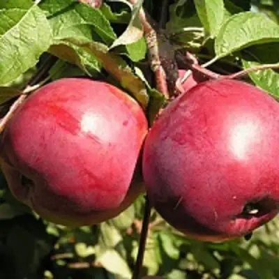 Яблоня ДАРУНАК в Орше