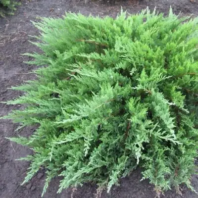 Можжевельник ТАМАРИСЦИФОЛИЯ казацкий  в Орше