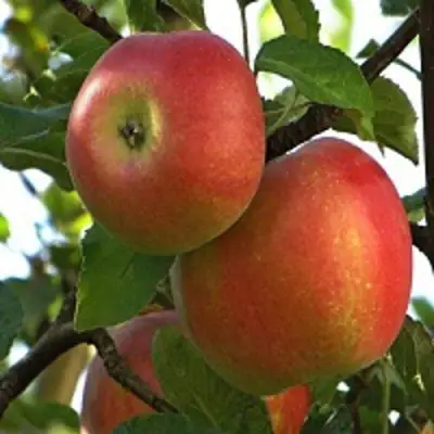 Яблоня ПЕРСИКОВАЯ в Орше
